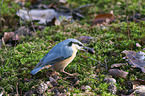 sitting Nuthatch