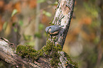 sitting Nuthatch