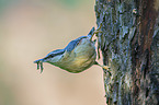 Nuthatch