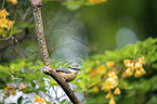 sitting Nuthatch