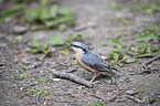 standing Nuthatch