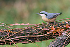 nuthatch