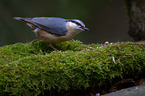 nuthatch