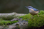 nuthatch