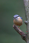 nuthatch