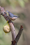 nuthatch