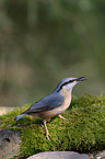 nuthatch