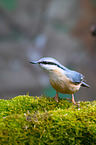 nuthatch