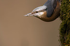 nuthatch