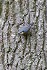 Nuthatch sitting on tree