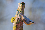 Eurasian nuthatch