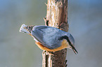 Eurasian nuthatch