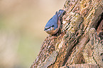 nuthatch