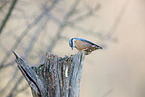 nuthatch