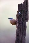 nuthatch