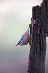 nuthatch