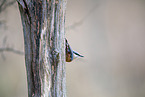 nuthatch