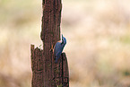 nuthatch