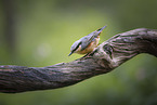 nuthatch