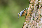 nuthatch