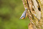 nuthatch