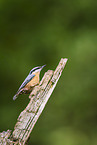 nuthatch
