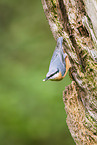 nuthatch