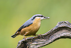 nuthatch