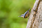 nuthatch