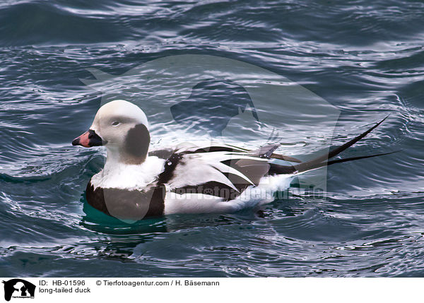 Eisente / long-tailed duck / HB-01596