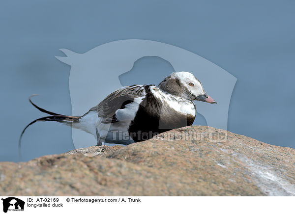 long-tailed duck / AT-02169