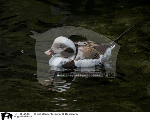 long-tailed duck / HB-02083