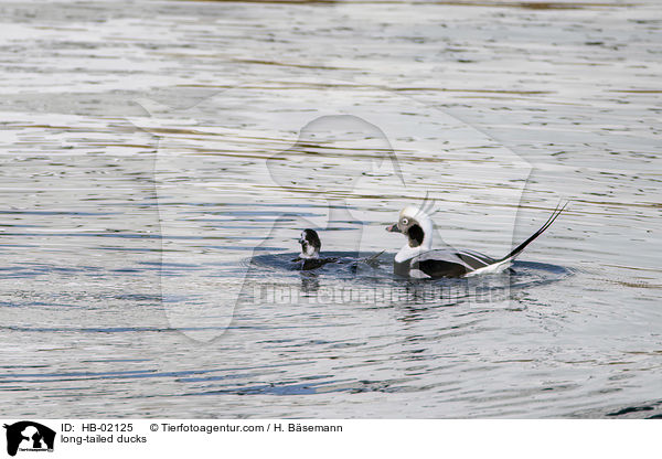 long-tailed ducks / HB-02125