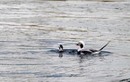 long-tailed ducks