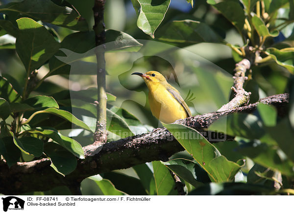 Olive-backed Sunbird / FF-08741