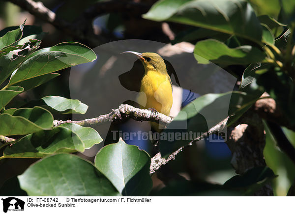 Olive-backed Sunbird / FF-08742