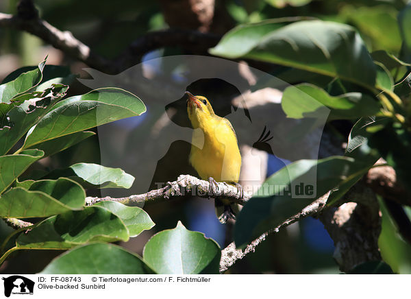 Olive-backed Sunbird / FF-08743