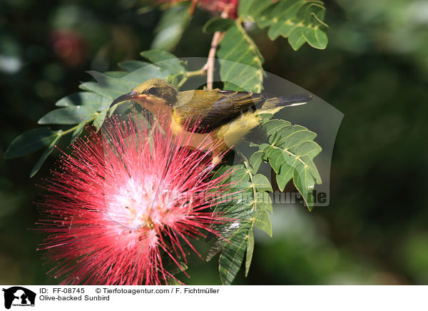 Olive-backed Sunbird / FF-08745