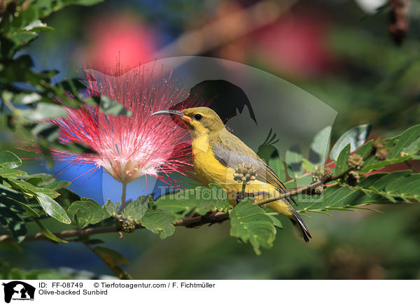 Grnrcken-Nektarvogel / Olive-backed Sunbird / FF-08749