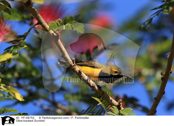 Olive-backed Sunbird / FF-08752