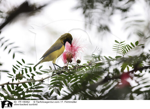 Gr�nr�cken-Nektarvogel / olive-backed sunbird / FF-16062