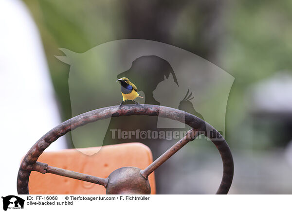 Gr�nr�cken-Nektarvogel / olive-backed sunbird / FF-16068