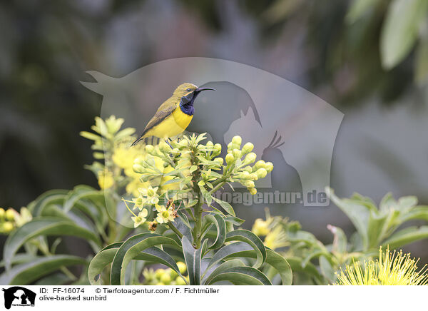 Gr�nr�cken-Nektarvogel / olive-backed sunbird / FF-16074
