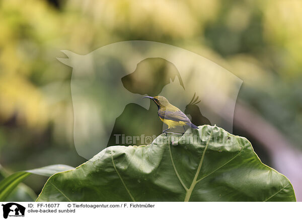 Gr�nr�cken-Nektarvogel / olive-backed sunbird / FF-16077