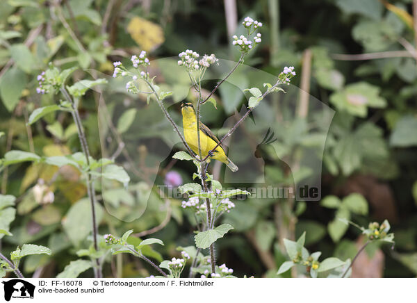 Gr�nr�cken-Nektarvogel / olive-backed sunbird / FF-16078
