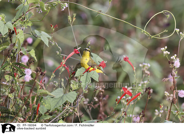 Gr�nr�cken-Nektarvogel / olive-backed sunbird / FF-16094