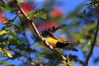 Olive-backed Sunbird