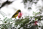 olive-backed sunbird