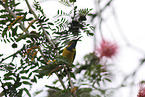 olive-backed sunbird