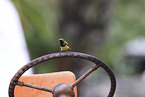 olive-backed sunbird